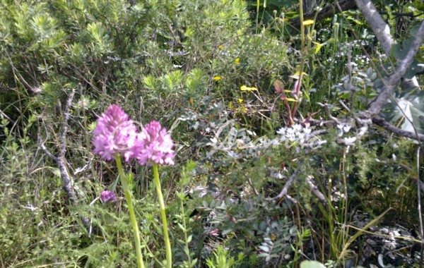 wild orchids in spring
